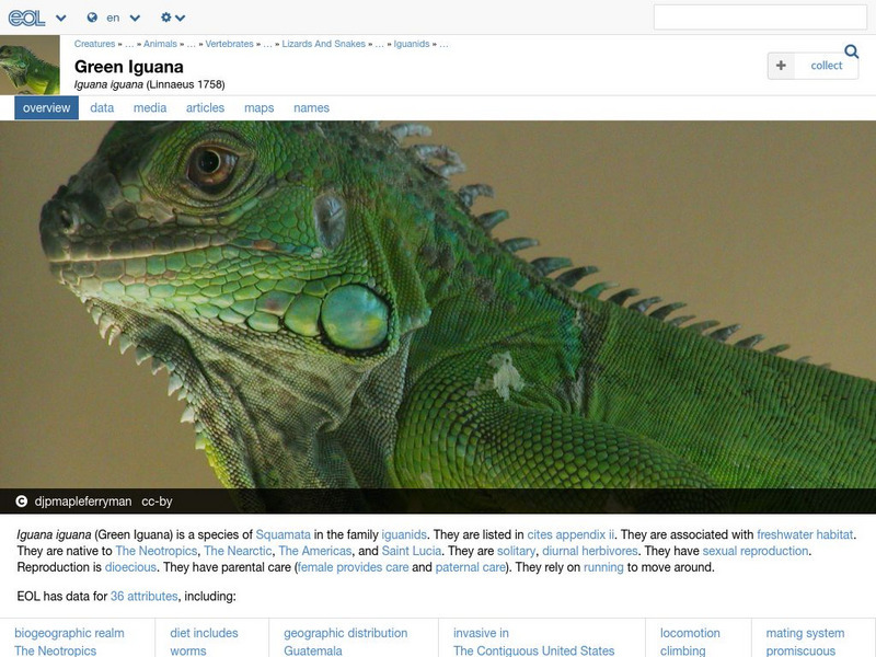 Encyclopedia of Life: Common Green Iguana Handout Encyclopedia of Life: Common Green Iguana Handout