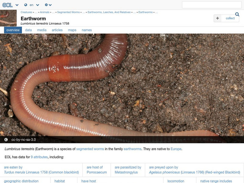 Encyclopedia of Life: Earthworm Handout Encyclopedia of Life: Earthworm Handout