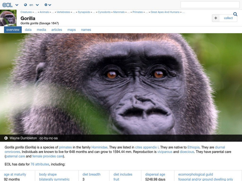 Encyclopedia of Life: Western Gorilla Handout Encyclopedia of Life: Western Gorilla Handout