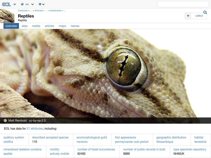 Encyclopedia of Life: Reptiles Handout