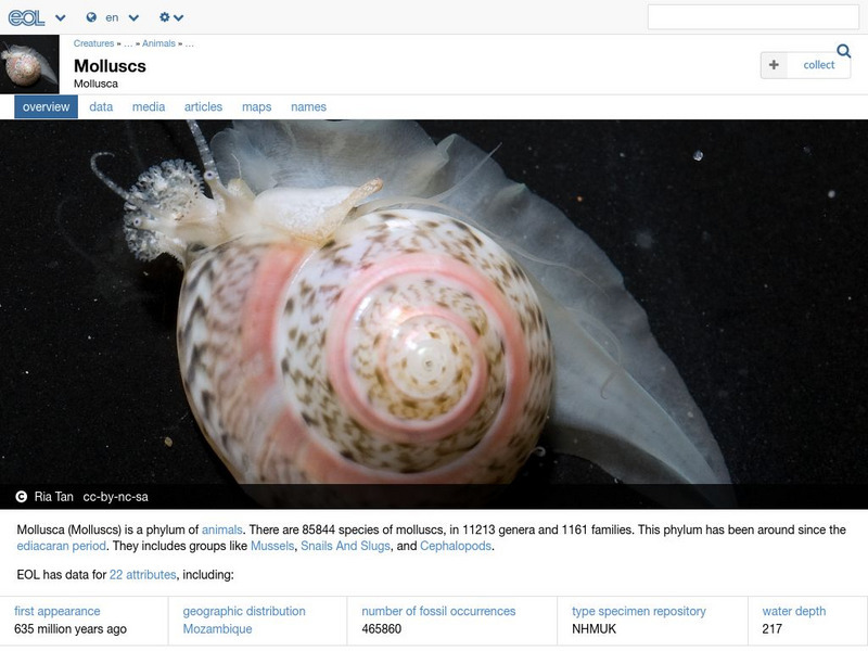 Encyclopedia of Life: Mollusks Handout Encyclopedia of Life: Mollusks Handout