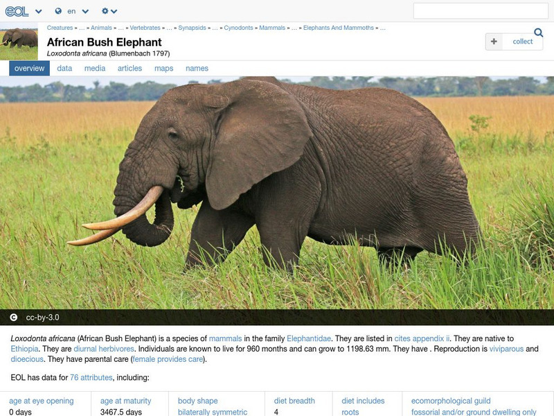 Encyclopedia of Life: African Bush Elephant Handout Encyclopedia of Life: African Bush Elephant Handout