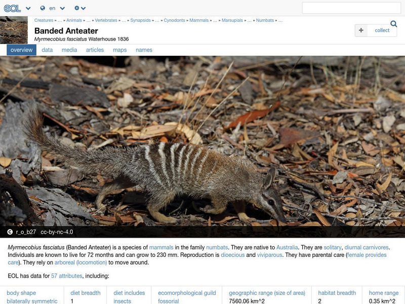 Encyclopedia of Life: Numbat Handout Encyclopedia of Life: Numbat Handout