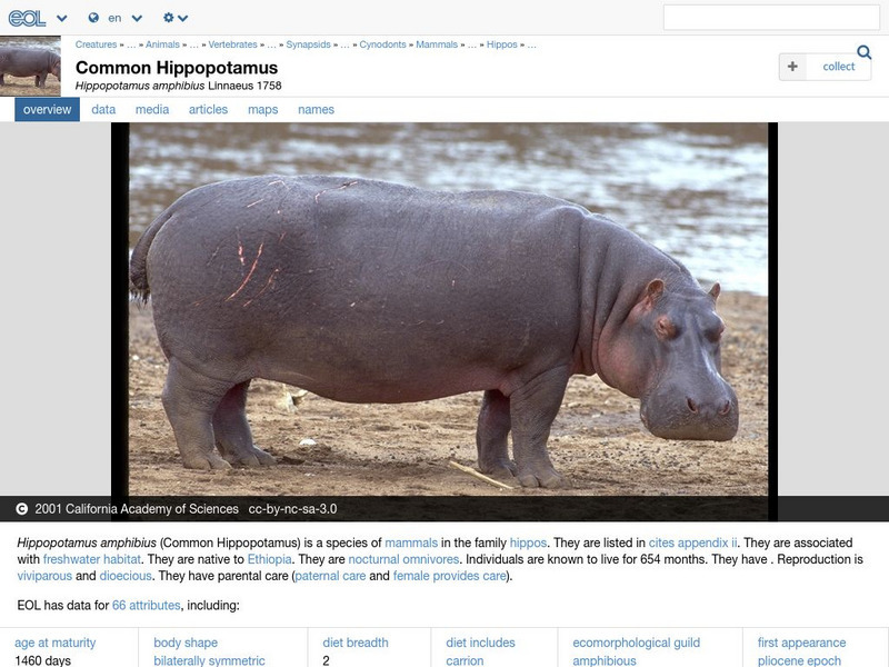 Encyclopedia of Life: Common Hippopotamus Handout