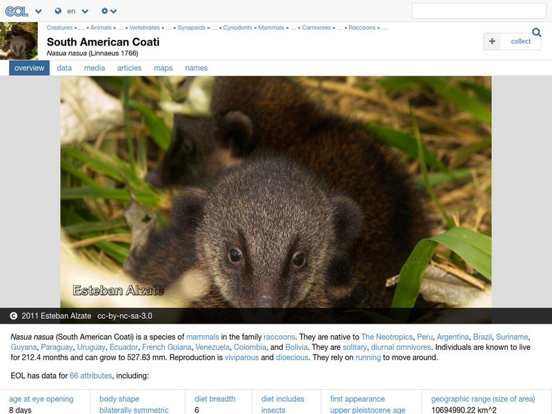 Encyclopedia of Life: South American Coati Handout