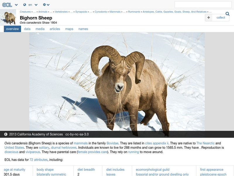 Encyclopedia of Life: Bighorn Sheep Handout Encyclopedia of Life: Bighorn Sheep Handout