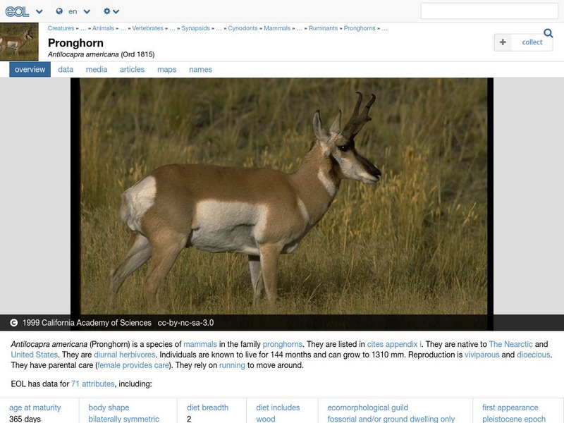 Encyclopedia of Life: Pronghorn Handout