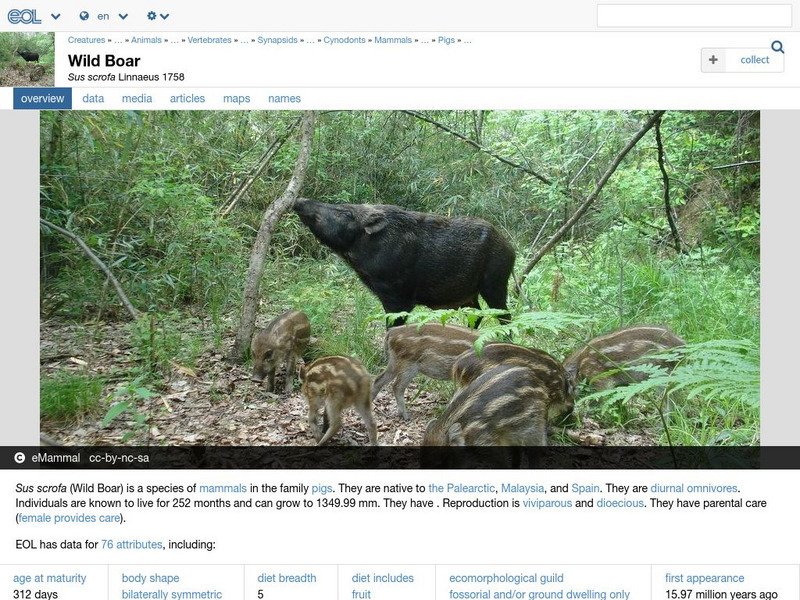 Encyclopedia of Life: Wild Boar Handout