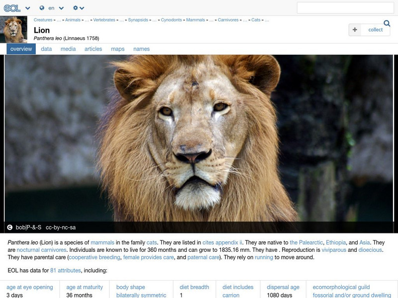 Encyclopedia of Life: Lion Handout Encyclopedia of Life: Lion Handout