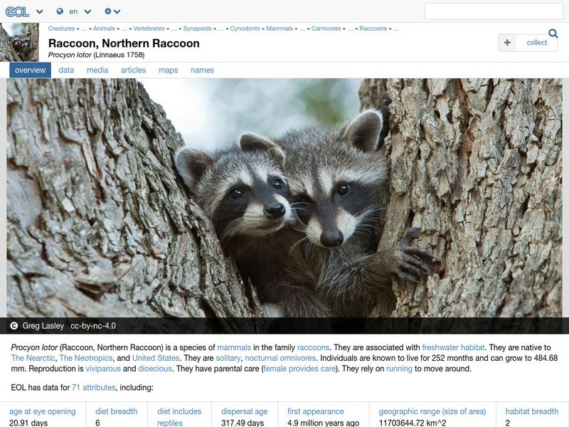 Encyclopedia of Life: Northern Raccoon Handout Encyclopedia of Life: Northern Raccoon Handout