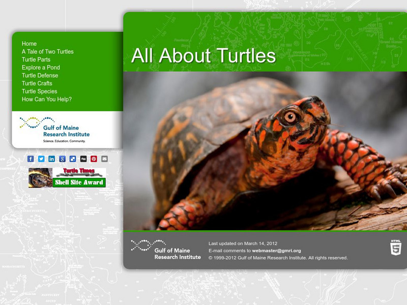 Gulf of Maine Aquarium: All About Turtles Unit Plan Gulf of Maine Aquarium: All About Turtles Unit Plan