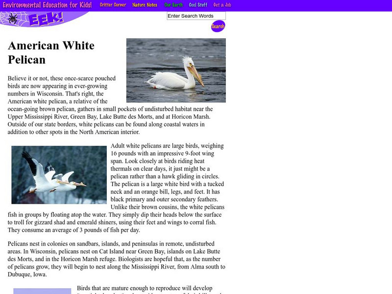 Eek!: American White Pelican Handout
