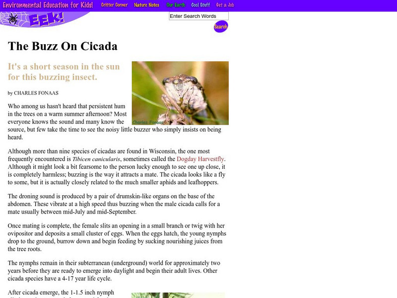 Eek!: Cicada Handout Eek!: Cicada Handout
