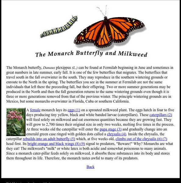 Fermilab Flora and Fauna Virtual Exhibit: The Monarch Butterfly and Milkweed Handout Fermilab Flora and Fauna Virtual Exhibit: The Monarch Butterfly and Milkweed Handout