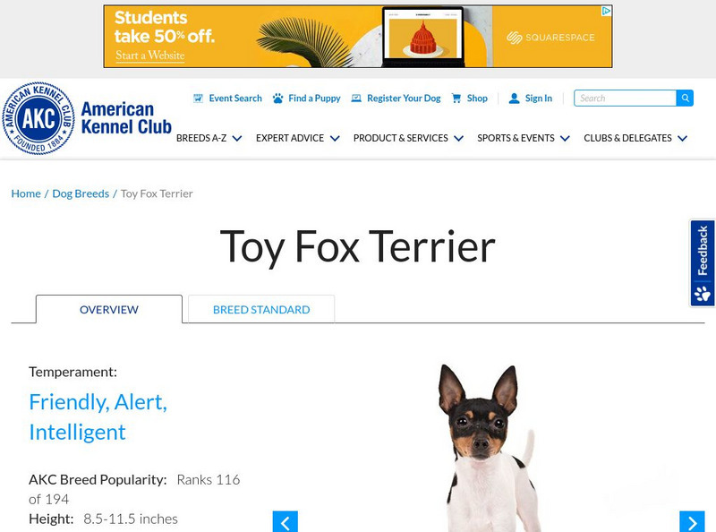 American Kennel Club: Toy Fox Terrier Handout