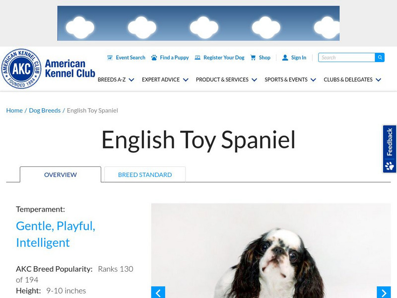 American Kennel Club: English Toy Spaniel Handout