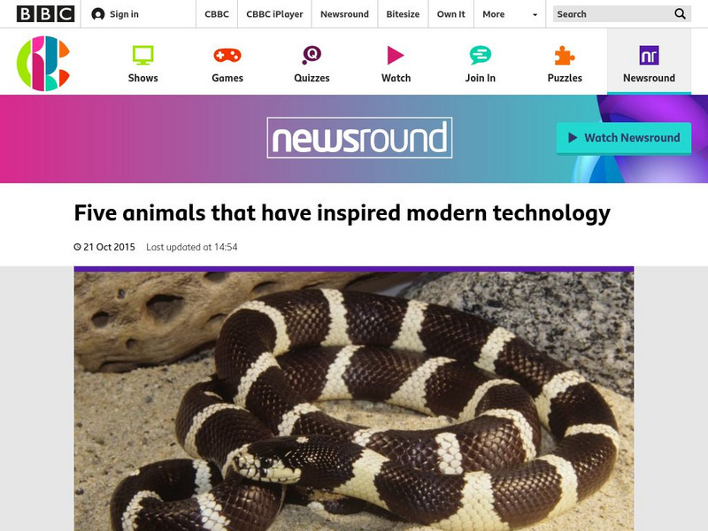 Bbc Newsround: Five Animals That Have Inspired Technology Article Bbc Newsround: Five Animals That Have Inspired Technology Article