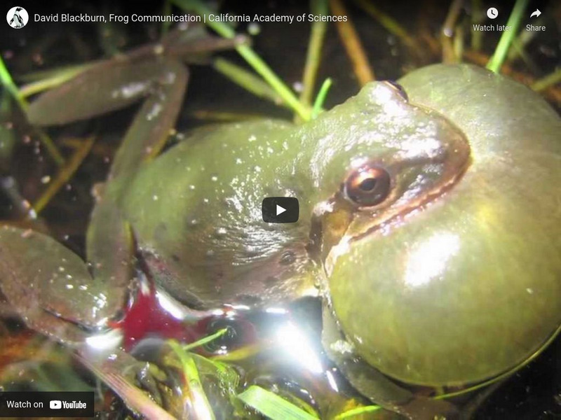 Ca Academy of Sciences: Science Heroes: David Blackburn, Frog Communication Instructional Video Ca Academy of Sciences: Science Heroes: David Blackburn, Frog Communication Instructional Video
