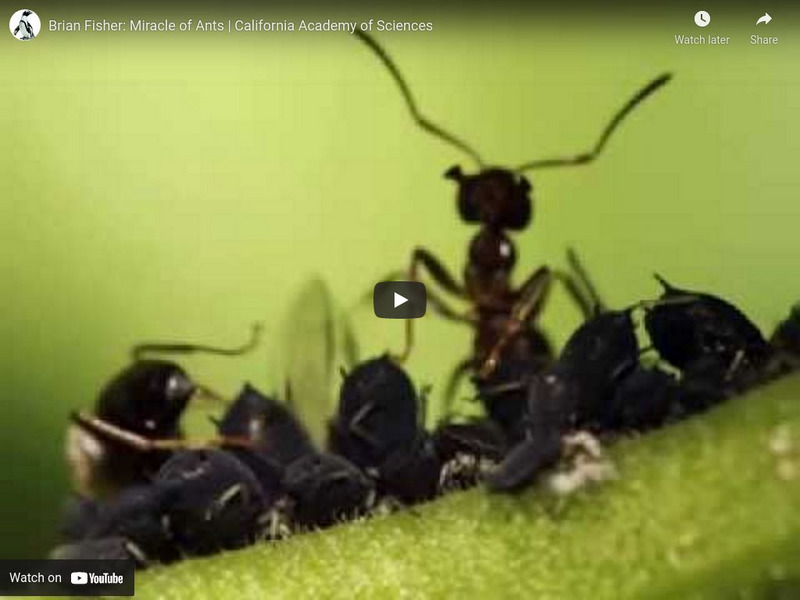 Ca Academy of Sciences: Science Heroes: Brian Fisher, Miracles of Ants Instructional Video Ca Academy of Sciences: Science Heroes: Brian Fisher, Miracles of Ants Instructional Video