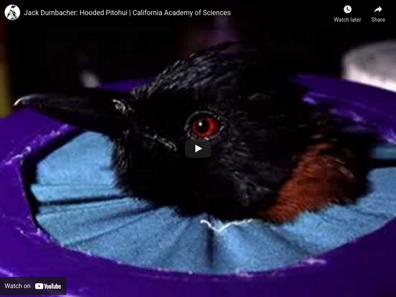 Ca Academy of Sciences: Science Heroes: Jack Dumbacher, Rare Poisonous Birds Instructional Video Ca Academy of Sciences: Science Heroes: Jack Dumbacher, Rare Poisonous Birds Instructional Video