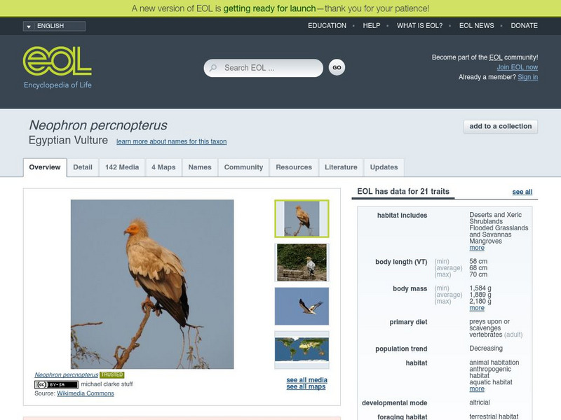 Encyclopedia of Life: Egyptian Eagle Handout