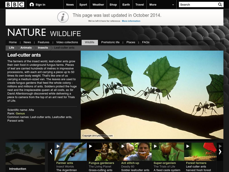 Bbc Nature: Leaf Cutter Ants Handout Bbc Nature: Leaf Cutter Ants Handout
