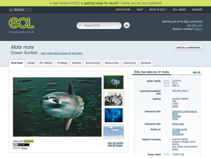 Encyclopedia of Life: Ocean Sunfish Handout Encyclopedia of Life: Ocean Sunfish Handout