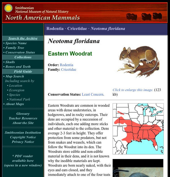 National Museum of Natural History: American Mammals: Eastern Woodrat Handout