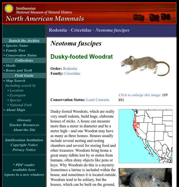 National Museum of Natural History: American Mammals: Dusky Footed Woodrat Handout