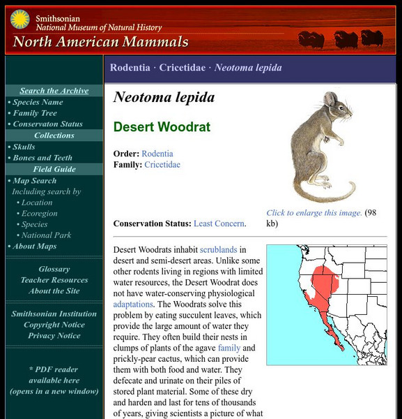 National Museum of Natural History: American Mammals: Desert Woodrat Handout National Museum of Natural History: American Mammals: Desert Woodrat Handout