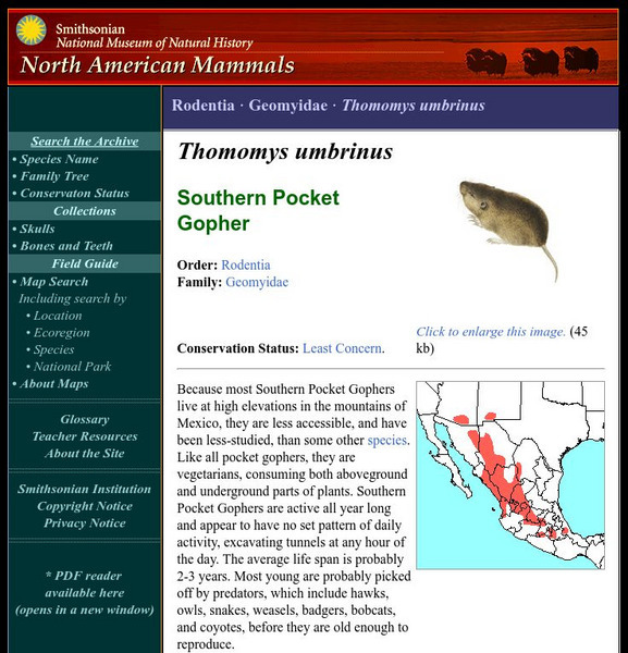 National Museum of Natural History: American Mammals: Southern Pocket Gopher Handout National Museum of Natural History: American Mammals: Southern Pocket Gopher Handout