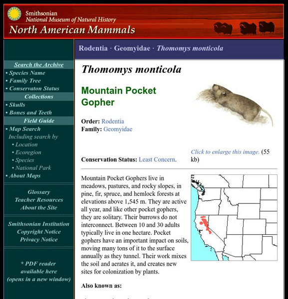 National Museum of Natural History: American Mammals: Mountain Pocket Gopher Handout National Museum of Natural History: American Mammals: Mountain Pocket Gopher Handout