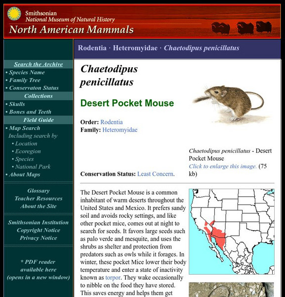National Museum of Natural History: American Mammals: Desert Pocket Mouse Handout National Museum of Natural History: American Mammals: Desert Pocket Mouse Handout