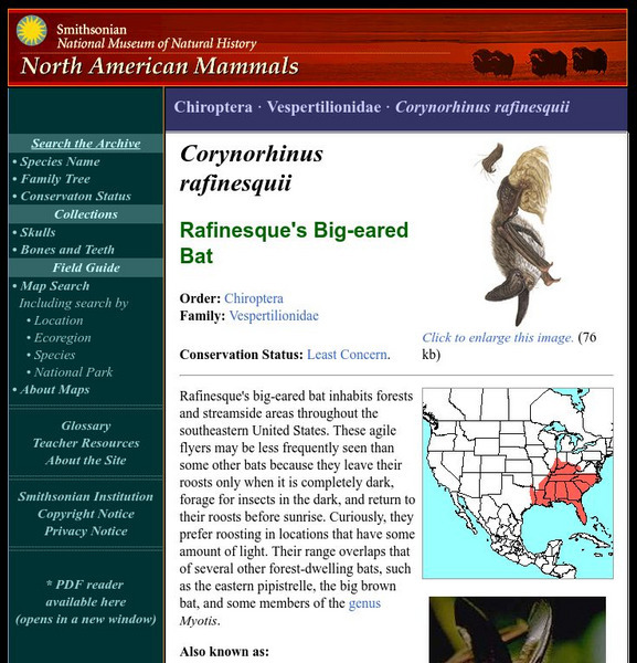 National Museum of Natural History: American Mammals: Rafinesque's Big Eared Bat Handout National Museum of Natural History: American Mammals: Rafinesque's Big Eared Bat Handout