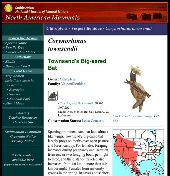 National Museum of Natural History: American Mammals: Townsend's Big Eared Bat Handout National Museum of Natural History: American Mammals: Townsend's Big Eared Bat Handout