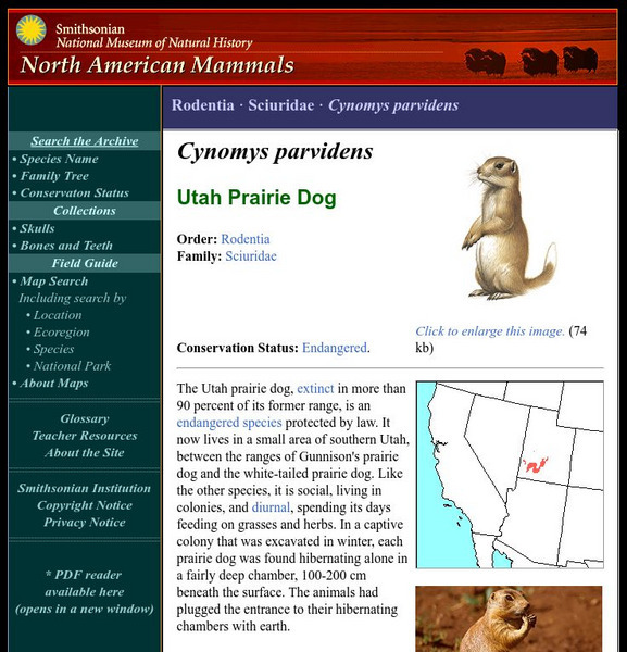 National Museum of Natural History: American Mammals: Utah Prairie Dog Handout National Museum of Natural History: American Mammals: Utah Prairie Dog Handout