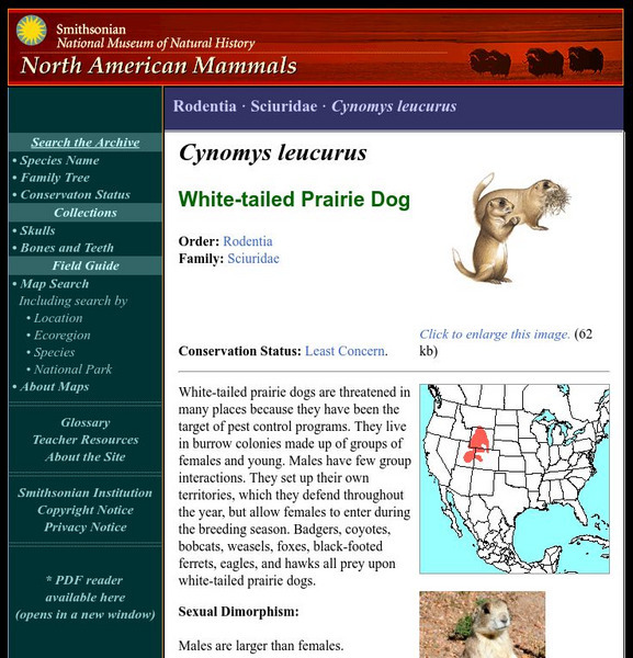 National Museum of Natural History: American Mammals: White Tailed Prairie Dog Handout National Museum of Natural History: American Mammals: White Tailed Prairie Dog Handout