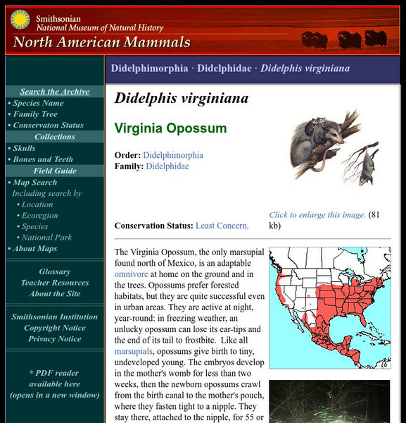 National Museum of Natural History: American Mammals: Virginia Opossum Handout National Museum of Natural History: American Mammals: Virginia Opossum Handout