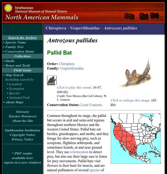 National Museum of Natural History: American Mammals: Pallid Bat Handout National Museum of Natural History: American Mammals: Pallid Bat Handout
