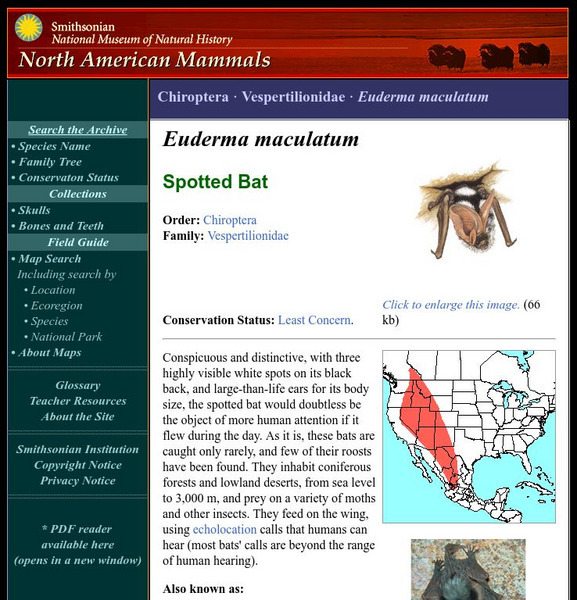 National Museum of Natural History: American Mammals: Spotted Bat Handout