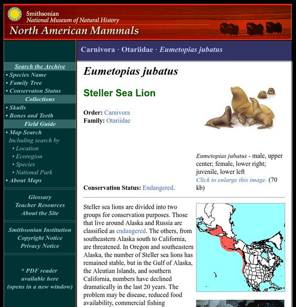 National Museum of Natural History: American Mammals: Steller Sea Lion Handout