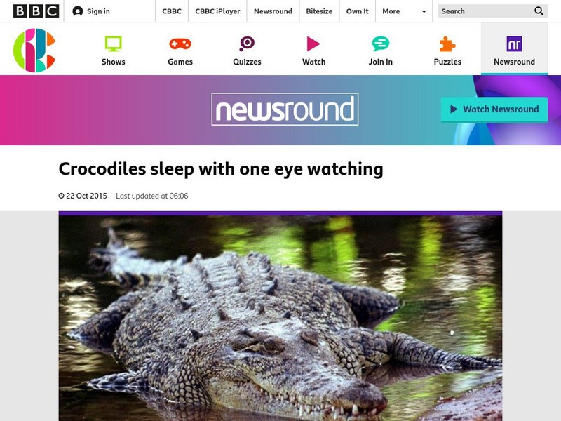 Bbc Newsround: Crocodiles Sleep With One Eye Watching Article Bbc Newsround: Crocodiles Sleep With One Eye Watching Article