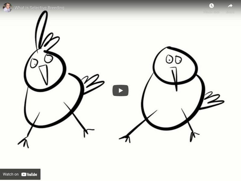 Simple Science: What Is Selective Breeding? Instructional Video Simple Science: What Is Selective Breeding? Instructional Video