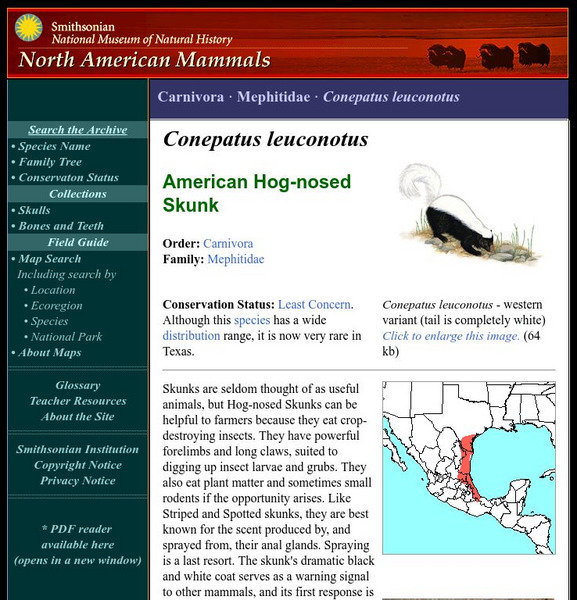 National Museum of Natural History: American Mammals: Hog Nosed Skunk Handout