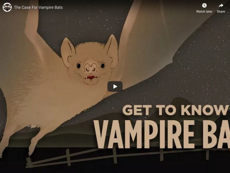 Npr Videos: Skunk Bear: The Case for Vampire Bats Instructional Video Npr Videos: Skunk Bear: The Case for Vampire Bats Instructional Video