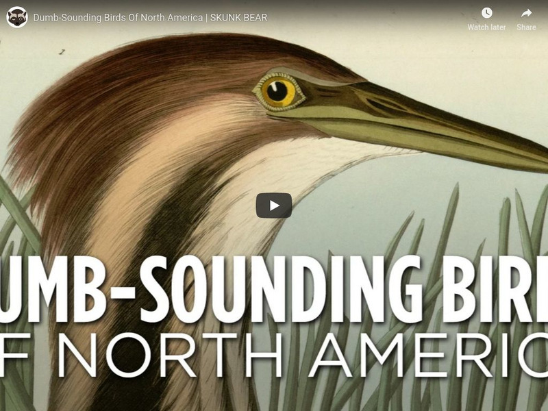 Npr Videos: Skunk Bear: 5 Dumb Sounding Birds of North America Instructional Video Npr Videos: Skunk Bear: 5 Dumb Sounding Birds of North America Instructional Video