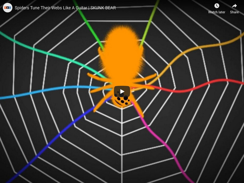 Npr Videos: Skunk Bear: Spiders Tune Their Webs Like a Guitar Instructional Video Npr Videos: Skunk Bear: Spiders Tune Their Webs Like a Guitar Instructional Video