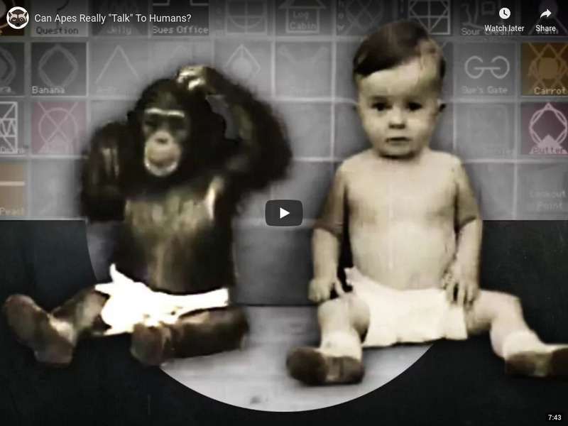 Npr Videos: Skunk Bear: Can Apes Really "Talk" to Humans? Instructional Video Npr Videos: Skunk Bear: Can Apes Really "Talk" to Humans? Instructional Video