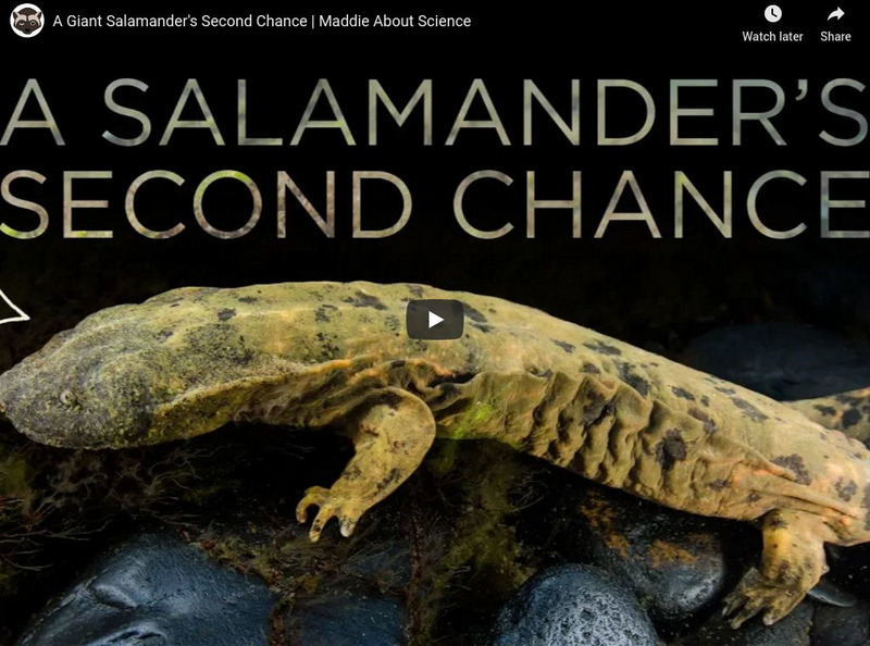 Npr Videos: Skunk Bear: A Giant Salamander's Second Chance Instructional Video Npr Videos: Skunk Bear: A Giant Salamander's Second Chance Instructional Video
