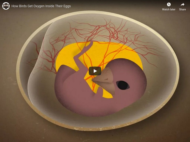 Npr Videos: Skunk Bear: How Birds Get Oxygen Inside Their Eggs Instructional Video Npr Videos: Skunk Bear: How Birds Get Oxygen Inside Their Eggs Instructional Video